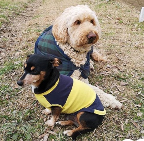 無料ダウンロード アインシュタイン 犬種 ただかわいい犬