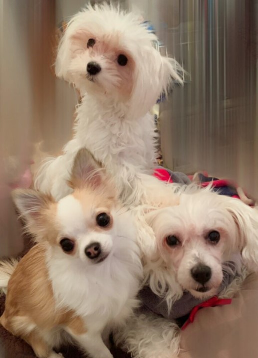 神田沙也加の愛犬の犬種と名前は 元夫の村田充氏が引き取る Topi Memo 神田沙也加の愛犬の犬種と名前は 元夫の村田充氏が引き取る Topi Memo